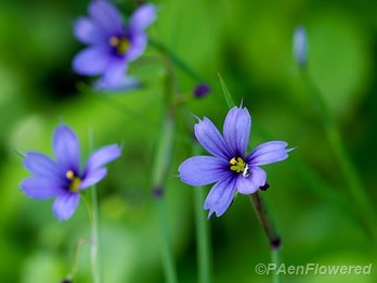 Narrow-leaved blue-eyed-grass